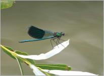 Fig. 17 - Calopteryx splendens sur une feuille de Salix purpurea.