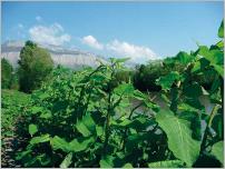 Fig. 19 - Berge de cours d’eau envahie par les renouées (Reynoutria sp.).