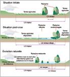 Fig. 3 - Schéma de principe des conséquences de l’élargissement du lit mineur sur les crues (d’après IRMA - Institut des Risques Majeurs).