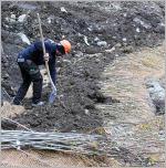 Fig. 1 - Mise en place des plançons de saule sur un des chantiers pilotes de Géni’Alp.