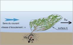 Fig. 12 - Efforts mécaniques engendrés par le courant sur un arbuste immergé. Avec R, la force de résistance à l’arrachement, et MR, le couple résistant.