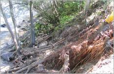 Fig. 19 - Branches et leurs racines mises à nu artificiellement sur un ouvrage de type couches de branches, 15 ans après sa mise en place. 