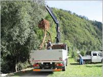 Fig. 21 - Extraction d’une branche des couches de branches à rejets, avec ses racines, 15 ans après sa mise en place.