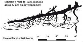 Fig. 22 - Coupe d’une branche à rejets une quinzaine d’années après sa mise en place.