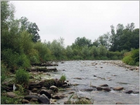 Fig. 66 - La berge de l’Adour quatre ans après les travaux. Les épis sont toujours visibles.