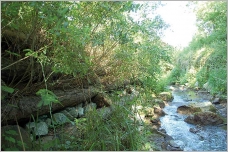 Fig. 6 - Caisson végétalisé à Allinges sur le Pamphiot (Haute-Savoie - France).