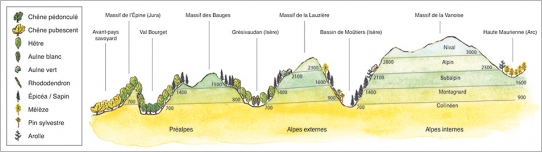 Fig. 2 - Coupe de l’étagement de la végétation.