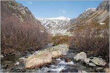 Fig. 18 - Aulnaie verte se développant aux abords d’un torrent de montagne.