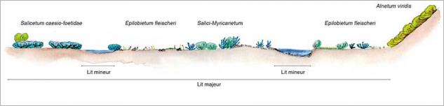 Fig. 19 - Zonation transversale de la végétation sur alluvions neutro-calcicoles à la limite supérieure de la forêt sur un cours d’eau en tresses présentant une plaine alluviale. Exemple de l’Arc à l’Écot, Bonneval-sur-Arc (France - Savoie). Source : Bidat (2009), modifié.