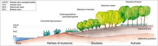 Fig. 5 - Zonation transversale de la végétation selon les différentes lignes d’eau et la granulométrie - Exemple de l’Arve à Contamine-sur-Arve (France - Haute-Savoie). Source : Prunier et al. (2010), modifié.