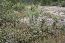 Fig. 6 - Stade pionnier de la saulaie à myricaire sur sol sablo-limoneux bien pourvu en eau (Salici-Myricarietum).