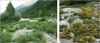 Fig. 2 - Exemples de comportement pionnier chez : (a) l’aulne vert (Alnus viridis) ; (b) l’anthyllide alpestre (Anthyllis vulneraria subsp. alpestris).