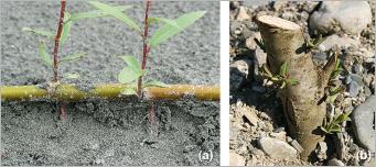 Fig. 3 - Exemples de reproduction végétative chez le saule à trois étamines (Salix triandra) : (a) ramille transportée par une crue et échouée sur un banc de sable qui, au contact du substrat, forme de nouvelles racines et de nouvelles tiges aériennes ; (b) bouture plantée dans un substrat brut.