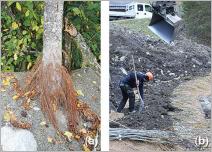 Fig. 4 - Certaines espèces présentent une capacité naturelle à former des racines adventives, (a) à l’image de cet aulne blanc (Alnus incana). Cette propriété est particulièrement adaptée pour les techniques où les végétaux sont partiellement enfouis dans le substrat, (b) à l’exemple des lits de plants et plançons.