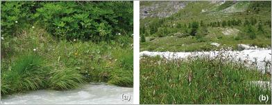 Fig. 6 - Modèle naturel de formation herbacée qui semble supporter les contraintes de pied de berge (a) avec notamment la canche gazonnante (Deschampsia cespitosa) en pied de berge, le tussilage (Tussilago farfara) dans la zone d’interface et l’impératoire (Peucedanum ostruthium) plus en retrait ; une couverture dense est également formée (b) par ce peuplement de laiches des régions froides (Carex frigida).