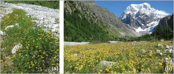 Fig. 7 - Les fabacées couvrent densément le sol et sont précieuses pour la colonisation des substrats bruts (fixation d’azote atmosphérique) à l’image (a) du trèfle brun (Trifolium badium), (b) de l’anthyllide alpestre (Anthyllis vulneraria subsp. alpestris) et du trèfle des neiges (Trifolium pratense subsp. nivale).