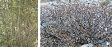 Fig. 9 - (a) Le développement des tiges aériennes dans ce fourré de saule pourpre (Salix purpurea) est idéal pour un prélèvement de branches pour fascines et tressage, de boutures et de ramilles ; dans de tels cas, le prélèvement se fait par simple recépage à la base des tiges. (b) Chez certaines espèces subalpines, le faible diamètre des branches ainsi que leur forme souvent tortueuse rendent les prélèvements de certains types de fourniture difficile, à l’exemple ici du saule de Suisse (Salix helvetica).