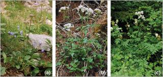 Fig. 14 - Trois espèces de valérianes adaptées pour le génie végétal en rivière de montagne : (a) valériane des montagnes (Valeriana montana), typique des éboulis calcaires subalpins ; (b) valériane triséquée (V. tripteris), se développant en sous-bois d’une forêt de conifères à l’étage subalpin ; (c) valériane officinale (V. officinalis), typique des lisières fraîches montagnardes.