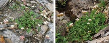 Fig. 17 - Deux trèfles pionniers particulièrement adaptés pour le génie végétal en montagne : (a) trèfle pâle (Trifolium pallescens) ; (b) trèfle de Thal (Trifolium thalii).