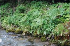 Fig. 18 - Mégaphorbiaie composée de Petasites albus, P. hybridus, Adenostyles alliariae et Valeriana officinalis couvrant efficacement le sol et se développant naturellement sur la berge d’un cours d’eau de montagne au-dessus d’une assise de blocs décimétriques.