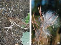 Fig. 1 - Une stratégie écologique rudérale caractérisée par une forte capacité de colonisation : (a) production de rhizomes chez le tussilage (Tussilago farfara) ; (b) production de nombreuses graines trichométéochores chez l’épilobe à feuilles étroites (Epilobium angustifolium).