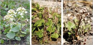 Fig. 2 - Trois espèces de pétasites indigènes adaptées pour le génie végétal en rivière de montagne : (a) pétasite blanc (Petasites albus) ; (b) pétasite hybride (P. hybridus) ; (c) pétasite paradoxal (P. paradoxus).