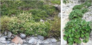 Fig. 3 - Situation de deux espèces de pétasites en bordure de cours d’eau de montagne sur substrat frais : (a) P. albus ; (b) P. paradoxus.