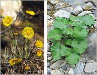 Fig. 5 - Tussilage (Tussilago farfara) : (a) floraison printanière avant feuillaison ; (b) appareil végétatif.