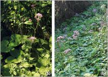 Fig. 7 - Adénostyle à feuilles d’alliaire (Adenostyles alliariae) : (a) port et taille pouvant atteindre 2 m ; (b) situation typique au sein d’une mégaphorbiaie subalpine (Cicerbitetum alpinae).