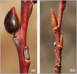 Fig. 10 - Bourgeons foliaires et floraux chez : (a) S. daphnoides (bourgeons floraux ovoïdes à apex écarté du rameau, bourgeons foliaires plus petits, appliqués et comprimés dorso-ventralement) ; (b) S. hastata (bourgeons floraux à apex aplati écarté du rameau, bourgeons foliaires fusiformes, plus petits et appliqués sur le rameau).