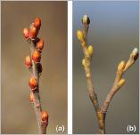 Fig. 1 - Deux hybrides régulièrement rencontrés en milieu naturel : (a) S. aurita x S. cinerea (S. x multinervis) ; (b) S. caprea x S. elaeagnos (S. x seringeana).