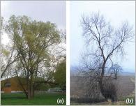 Fig. 2 - Deux espèces au port arborescent dépassant généralement 15 m de hauteur : (a) S. alba ; (b) S. fragilis.