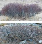 Fig. 5 - Deux arbrisseaux aux tiges ascendantes mesurant moins de 2 m de hauteur : (a) S. foetida ; (b) S. helvetica.