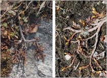 Fig. 6 - Deux sous-arbrisseaux au port étalé ne dépassant généralement pas 5 cm de hauteur : (a) S. herbacea ; (b) S. reticulata.