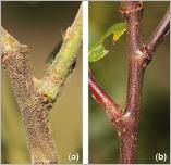 Fig. 7 - Variabilité de la pilosité et de la couleur des rameaux de 2 ans entre : (a) S. myrsinifolia s. str. ; (b) S. myrsinifolia subsp. alpicola.