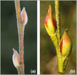 Fig. 8 - Variabilité de la pilosité et de la couleur des rameaux de l’année chez S. daphnoides : (a) hirsute et mat ; (b) glabre et luisant.