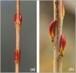 Fig. 9 - Variabilité de la disposition des bourgeons chez S. purpurea : (a) opposée et décussée sur rameau de l’année ; (b) alterne et hélicoïdale sur le bois de 2 ans.