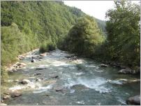 Fig. 2 - Ouvrage de protection de berge utilisant la technique des couches de branches à rejets sur la rivière Passer (Sud Tyrol - Italie), 20 ans après réalisation.