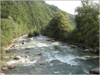 Fig. 2 - Ouvrage de protection de berge utilisant la technique des couches de branches à rejets sur la rivière Passer (Sud Tyrol - Italie), 20 ans après réalisation. Fig. 2 - Ouvrage de protection de berge utilisant la technique des couches de branches à rejets sur la rivière Passer (Sud Tyrol - Italie), 20 ans après réalisation.
