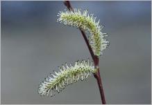 Fig. 7 - Chatons mâles de saule pourpre (Salix purpurea).