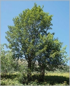 Fig. 1 - Port arborescent.