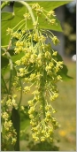 Fig. 6 - Inflorescence en panicule pendante.