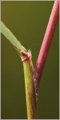 Fig. 3 - Gaine rougeâtre et ligule courte et poilue.