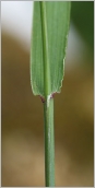 Fig. 4 - Gaine lisse terminée par une ligule courte et tronquée.