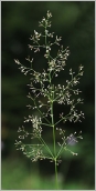 Fig. 5 - Inflorescence en panicule lâche.