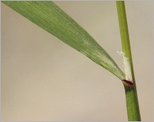 Fig. 3 - Feuille plane sillonnée et ligule longue et laciniée.