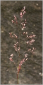 Fig. 4 - Inflorescence en panicule étroite.