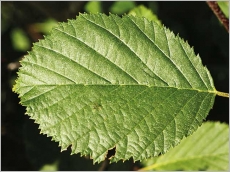 Fig. 4 - Feuille ovale à elliptique, denticulée.