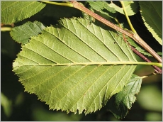 Fig. 5 - Feuille à nervures pubescentes au revers.