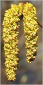 Fig. 6 - Chatons mâles sessiles.